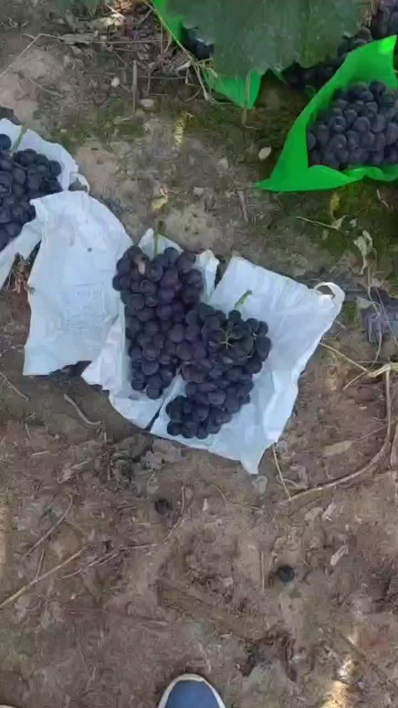 巨峰葡萄