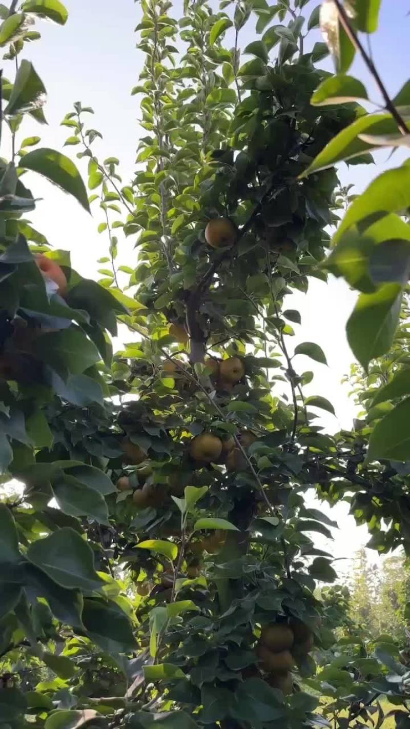 糖梨大量上市中