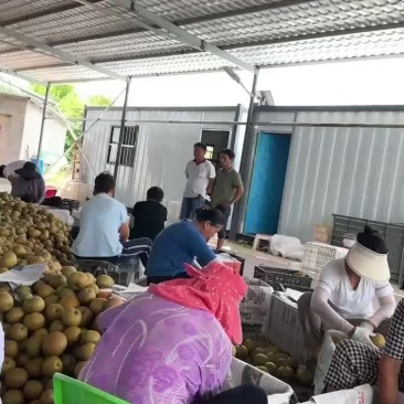 糖梨大量上市中