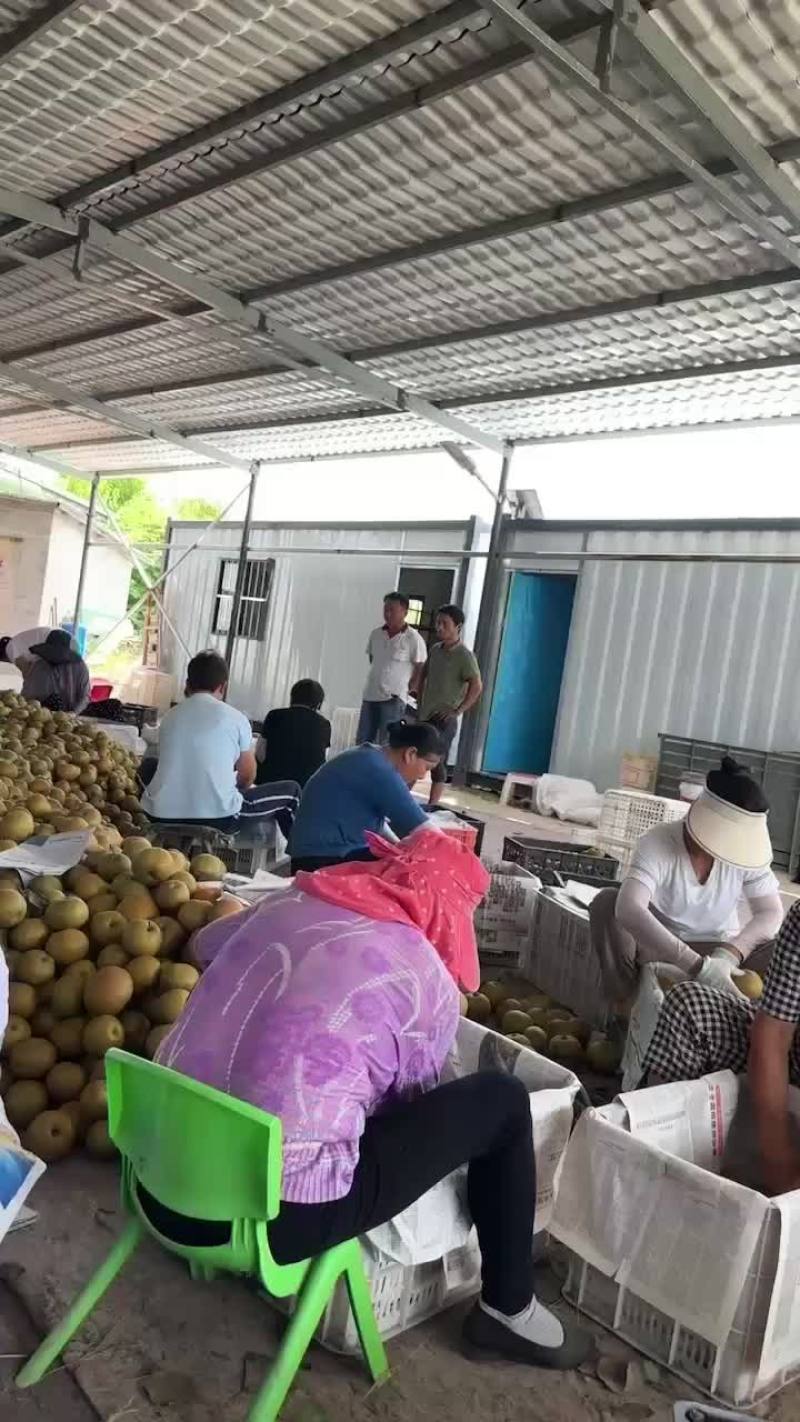 糖梨大量上市中