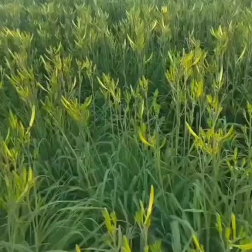 黄花菜