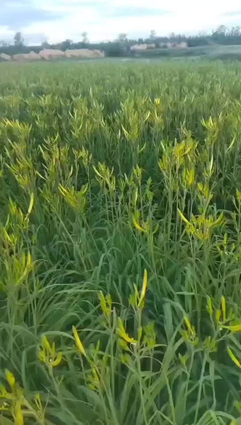 黄花菜