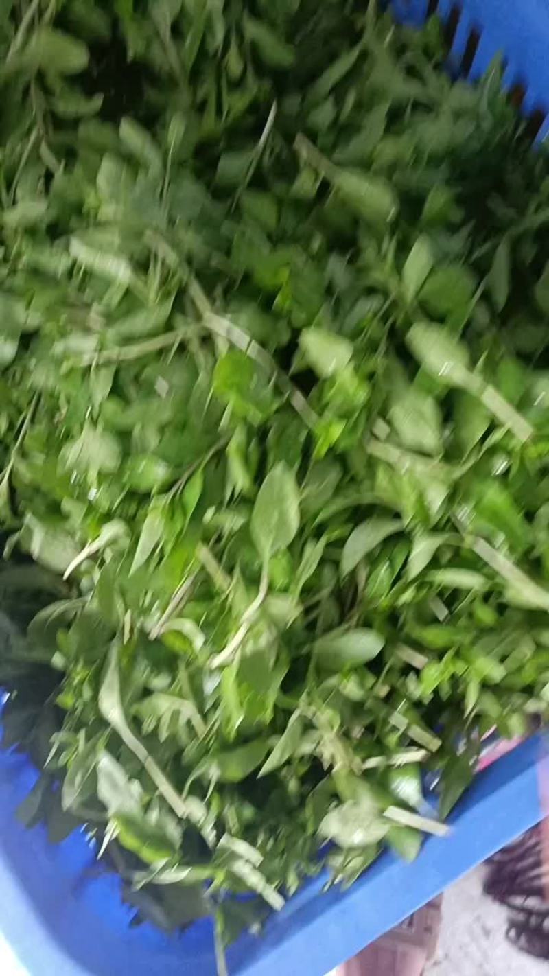 苟杞芽