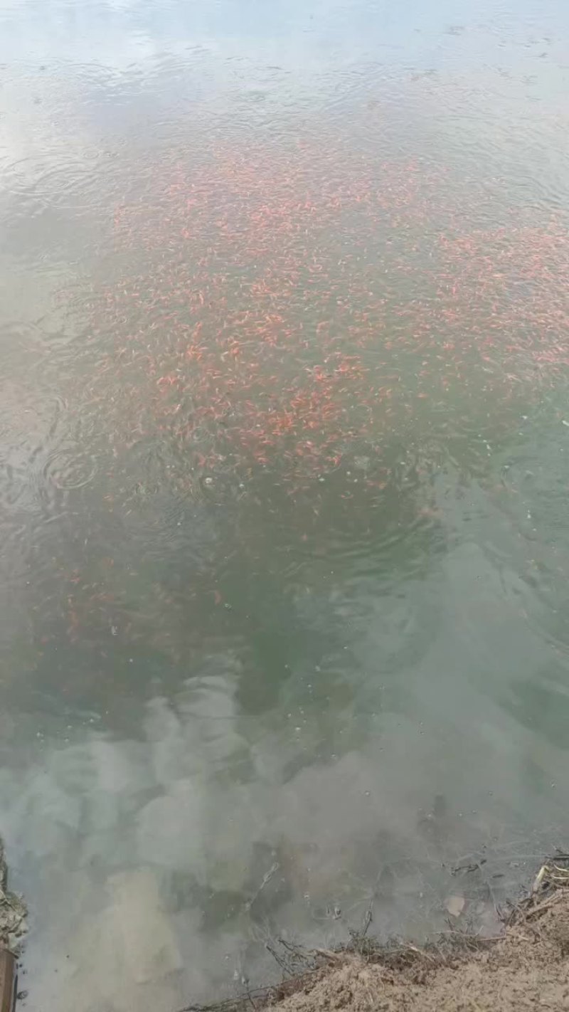 草金鱼
