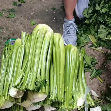 寿光本地西芹