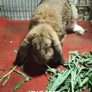 大型巨型兔公羊兔