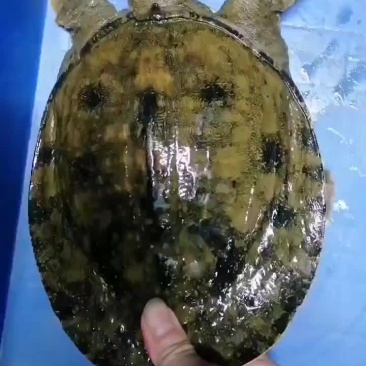甲鱼供货商