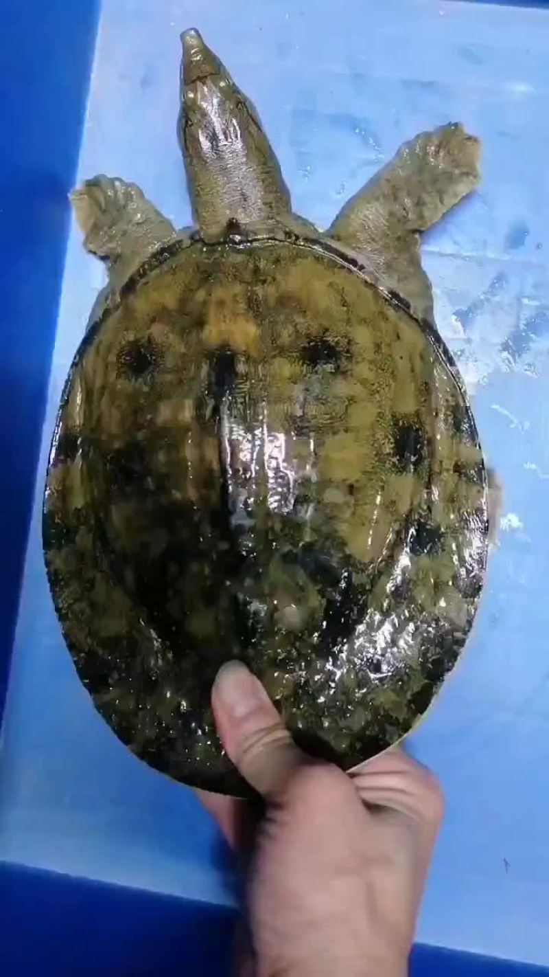 甲鱼供货商