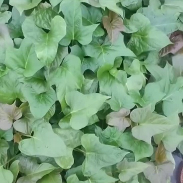 大量出售脱毒红薯苗