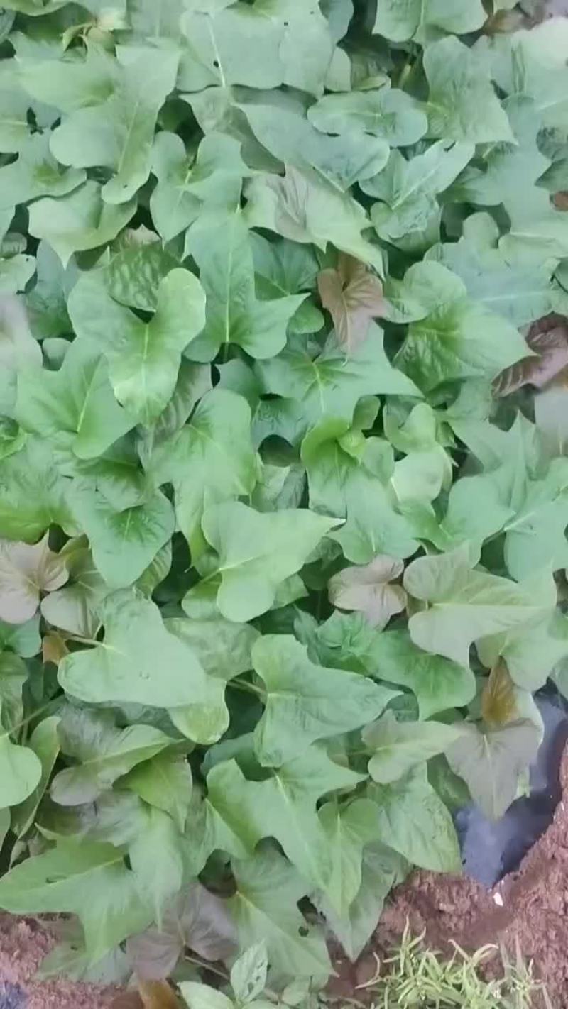 大量出售脱毒红薯苗