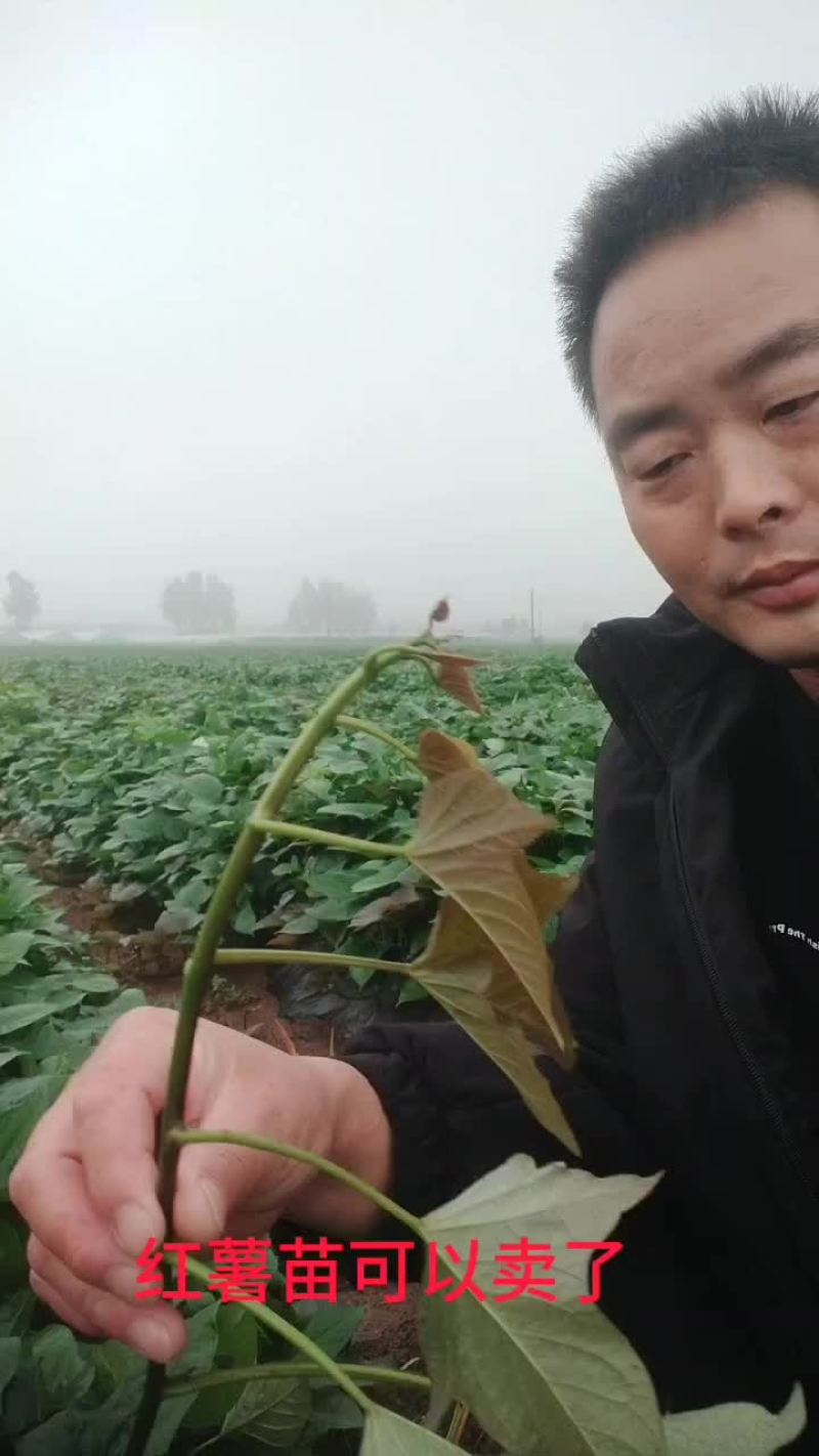 大量出售脱毒红薯苗