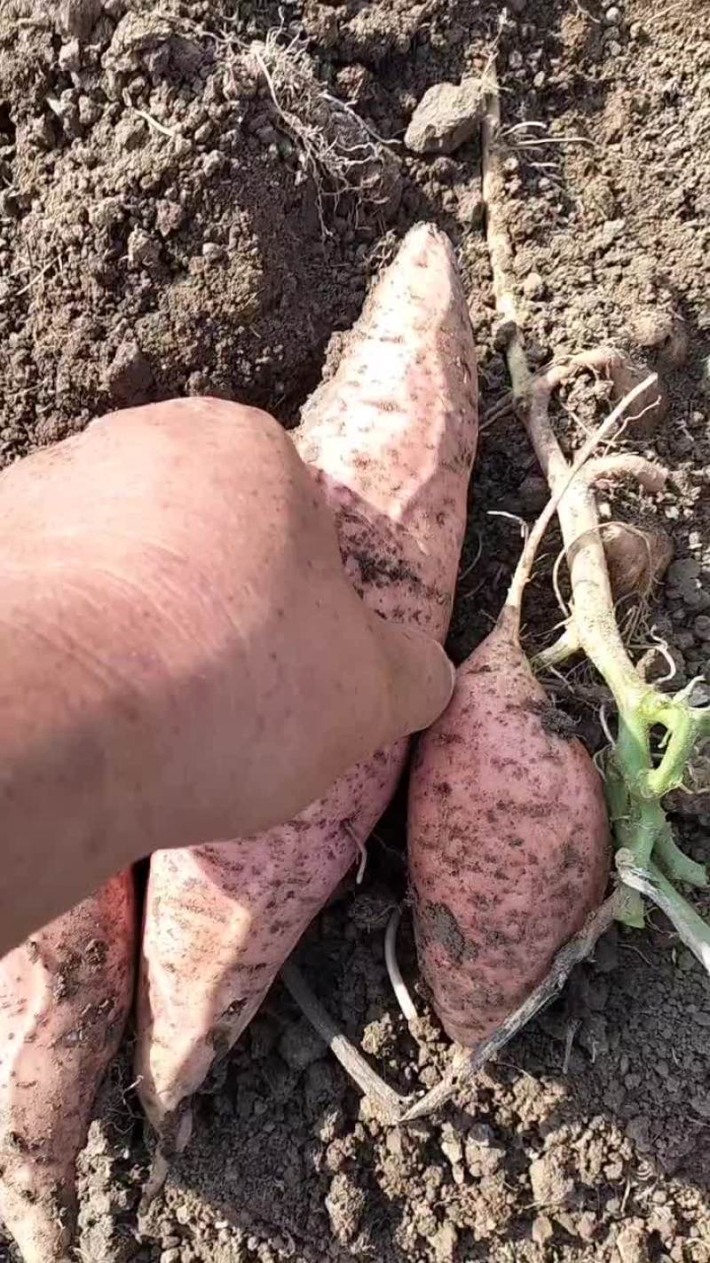 大量出售脱毒红薯苗
