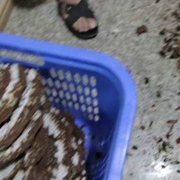 蜂蛹