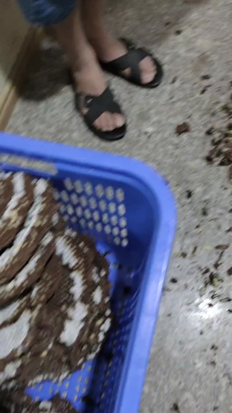 蜂蛹