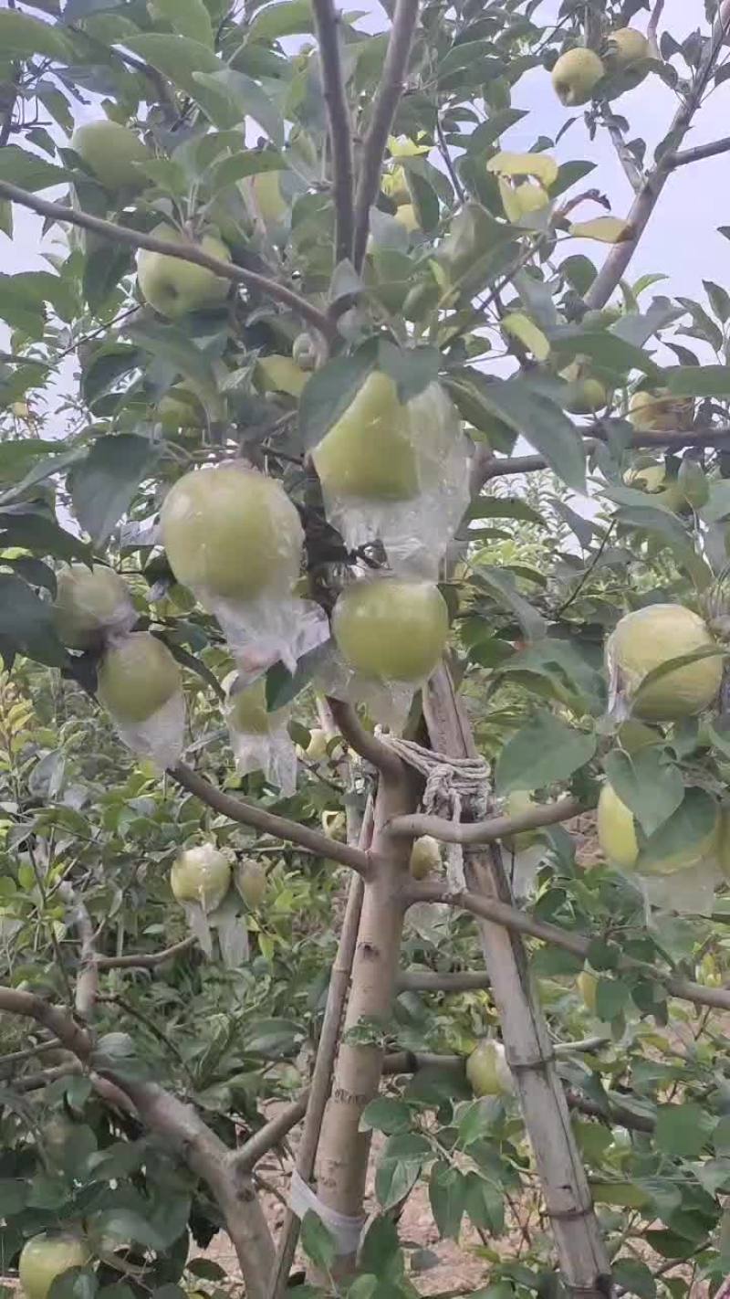 黄金维娜斯