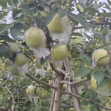 黄金维娜斯