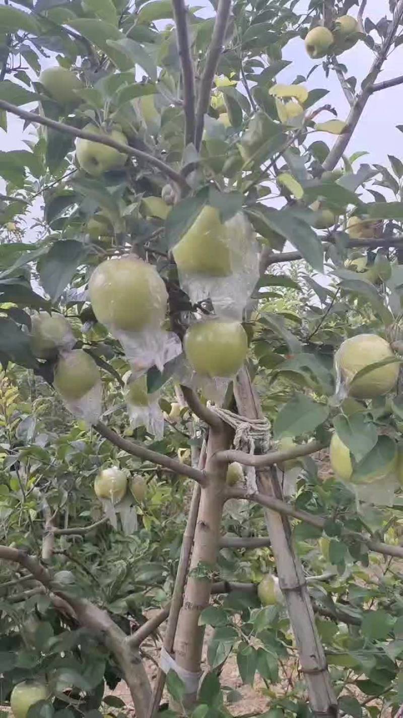黄金维娜斯