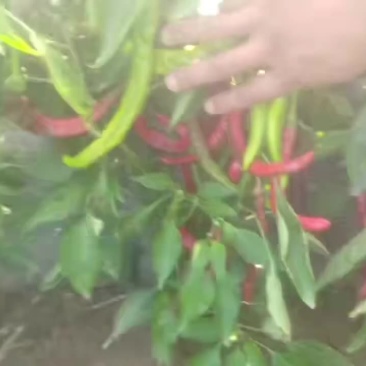 羊角红马上上市了