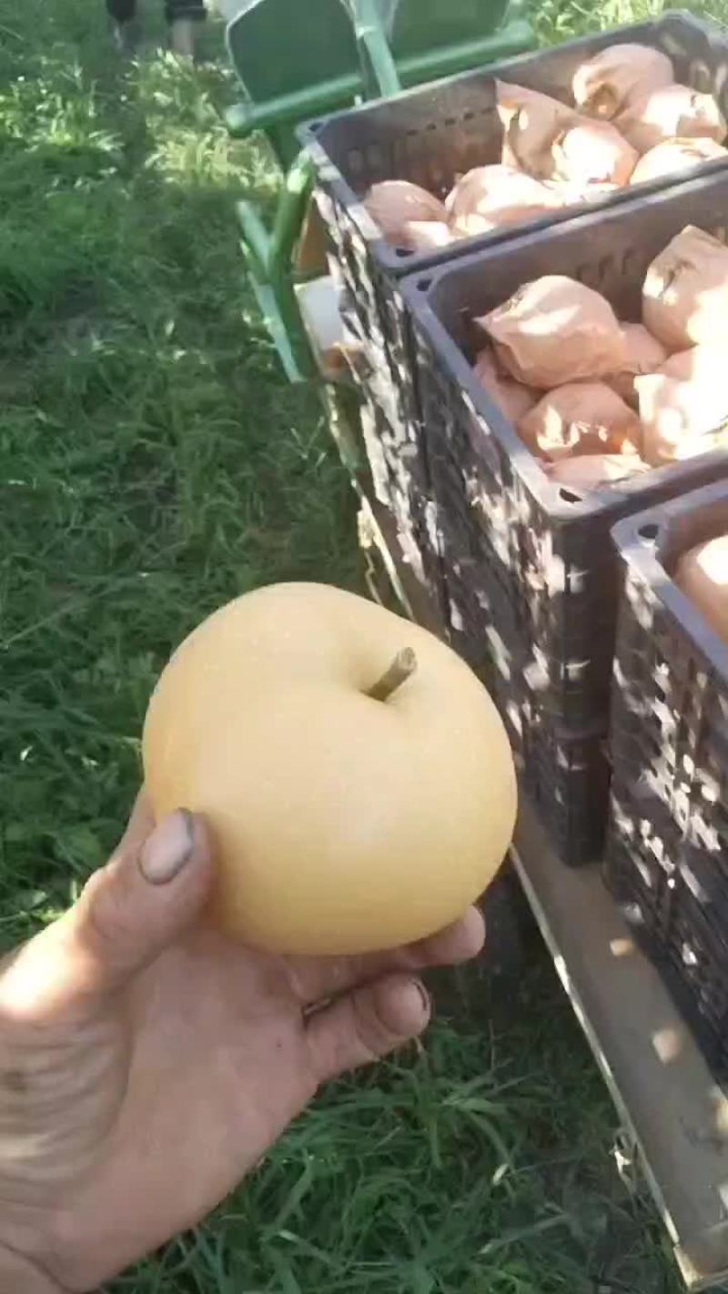 出售秋月梨三块钱一斤