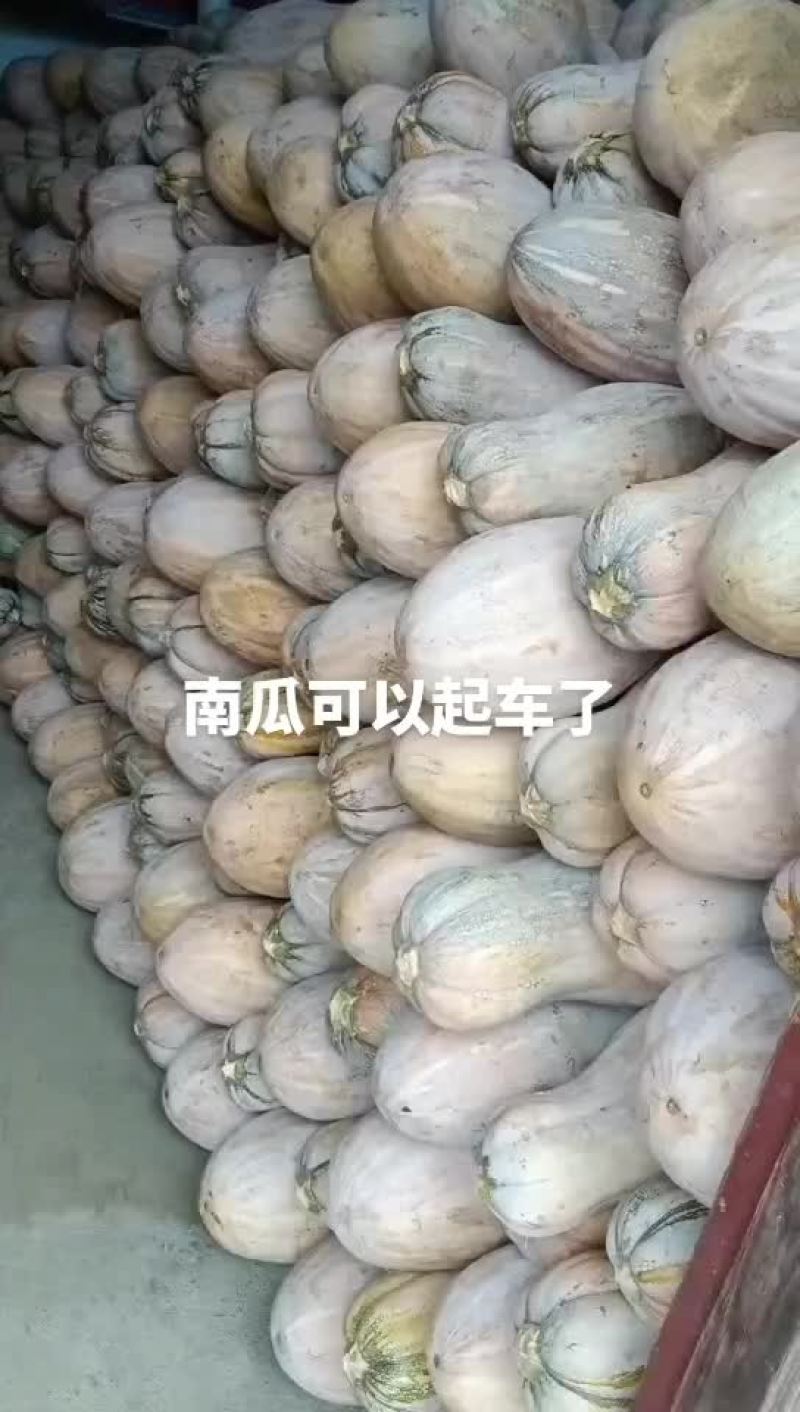 大最蜜本南瓜