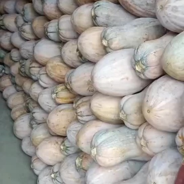大最蜜本南瓜