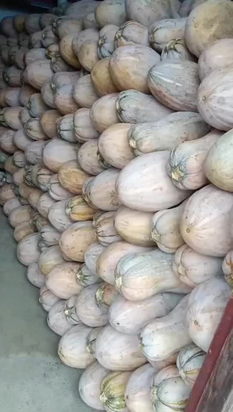 大最蜜本南瓜