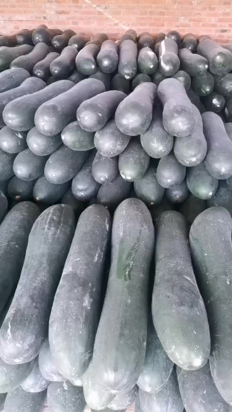 黑皮吊冬瓜
