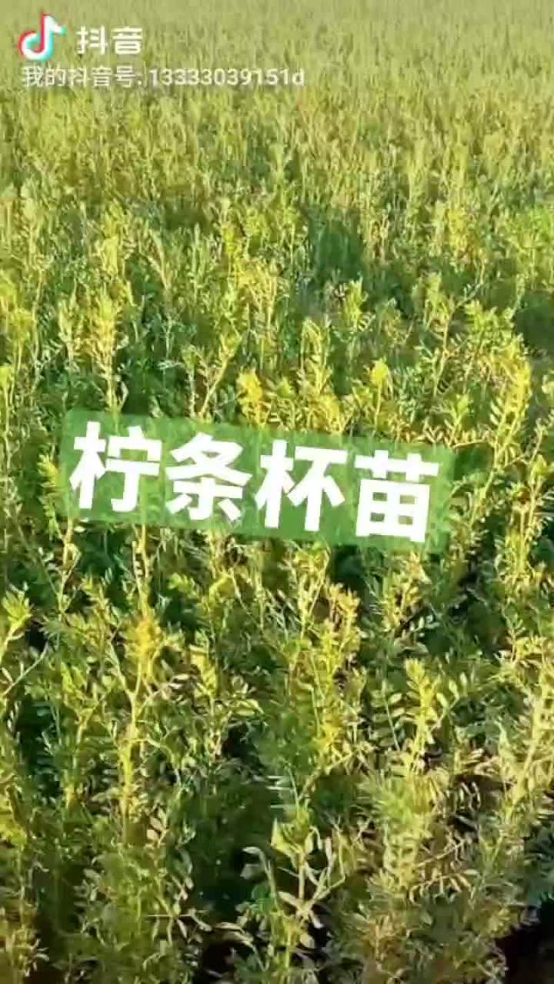 柠条