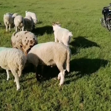 草地羊