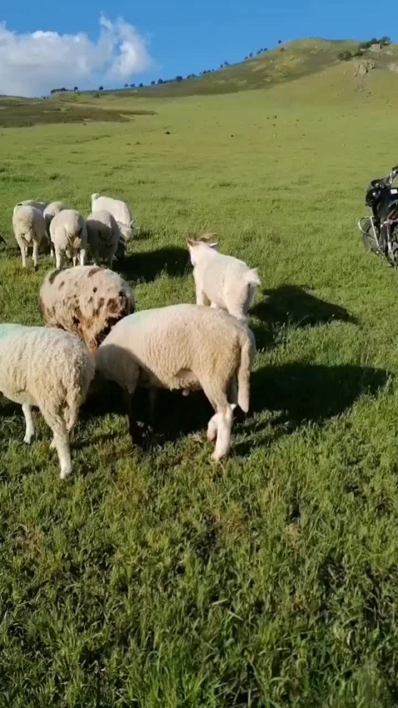 草地羊