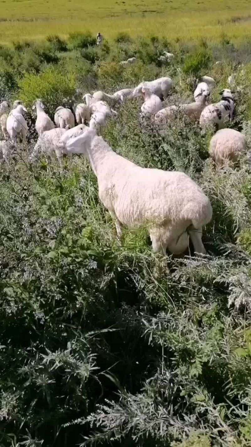 草地羊