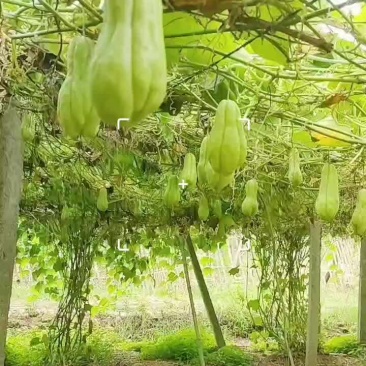 精品土耳瓜佛手瓜