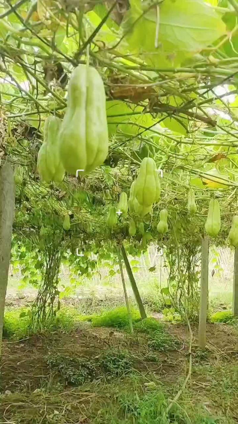精品土耳瓜佛手瓜
