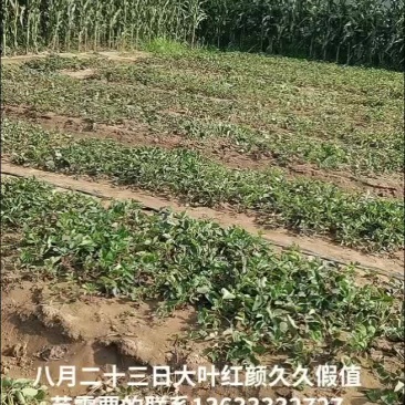 大家好。咱家的苗都是现挖现发。欢迎老板来选购。。。