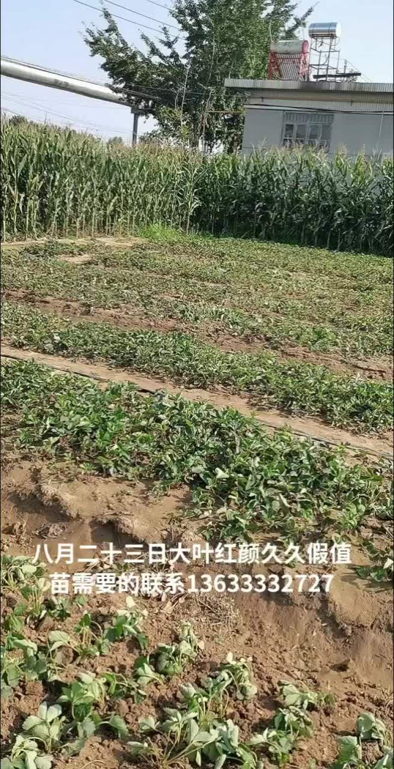 大家好。咱家的苗都是现挖现发。欢迎老板来选购。。。