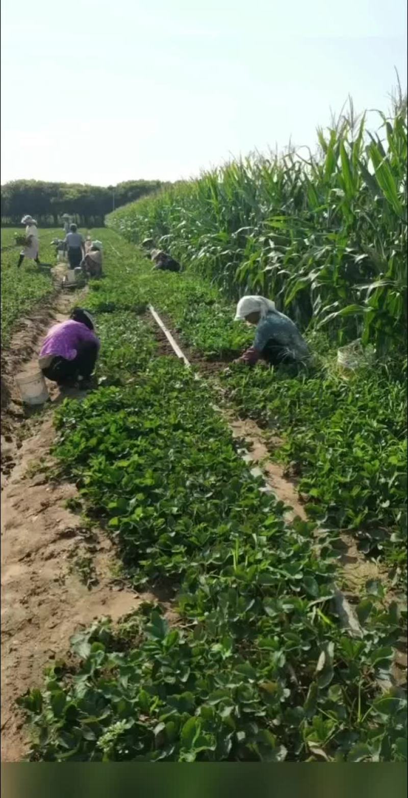 大家好。咱家的苗都是现挖现发。欢迎老板来选购。。。