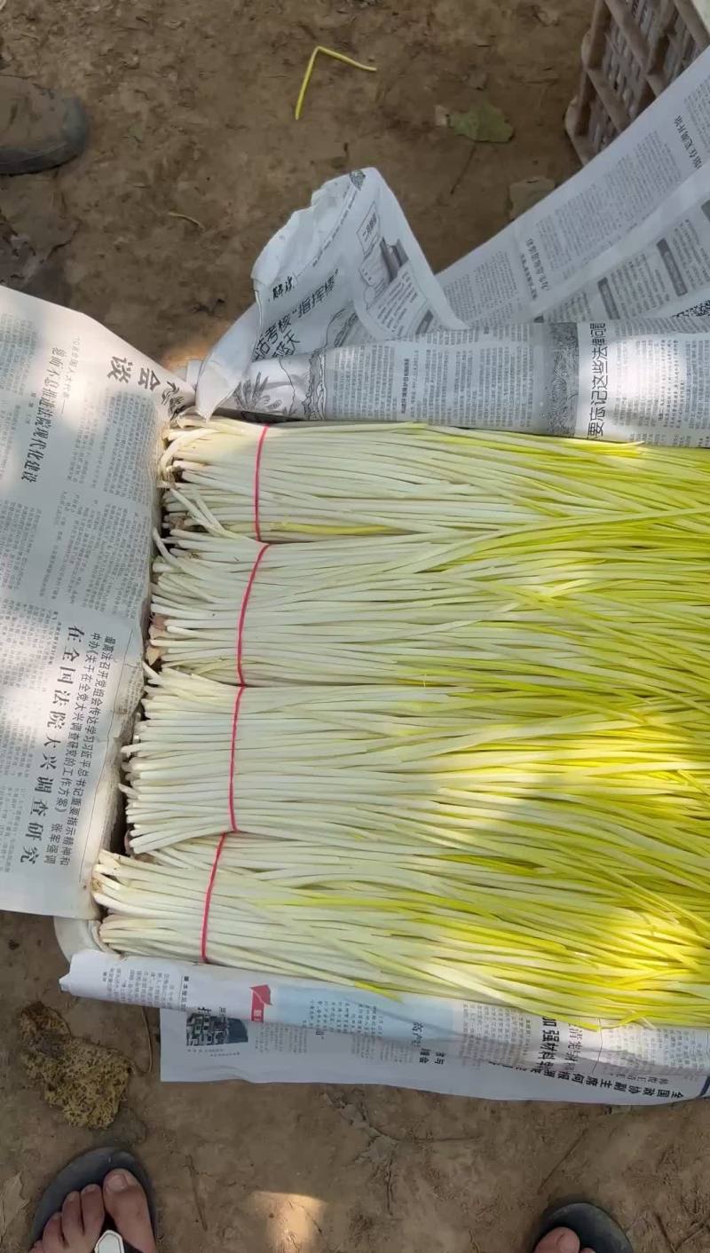 精品蒜黄