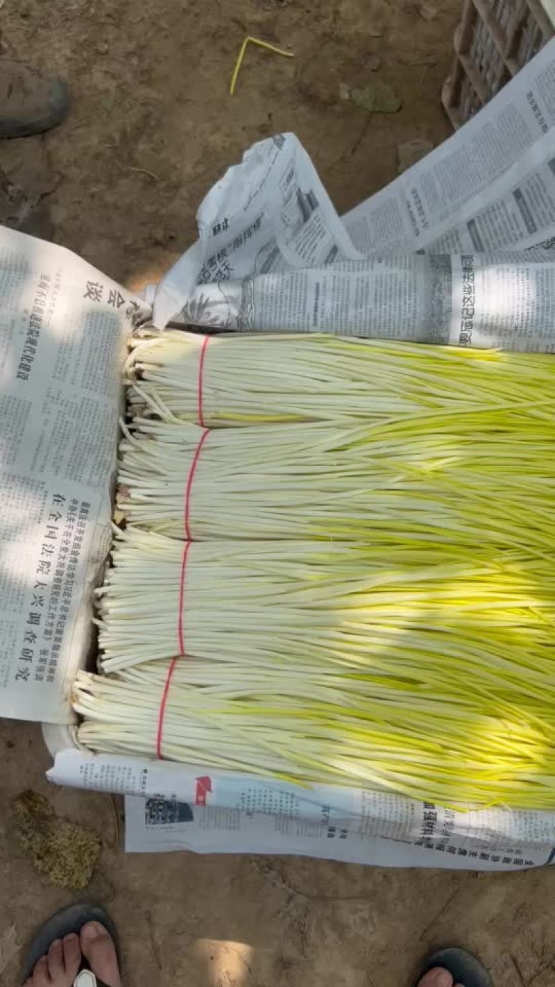 精品蒜黄