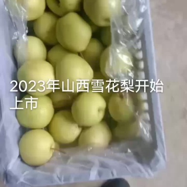 山西万亩梨园，晋伟梨果交易中心！