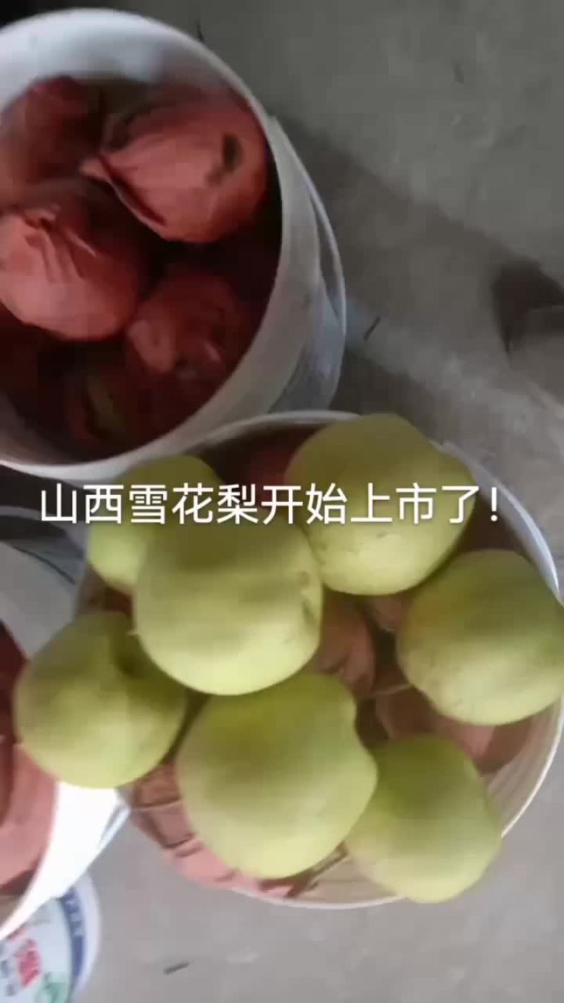 山西万亩梨园，晋伟梨果交易中心！