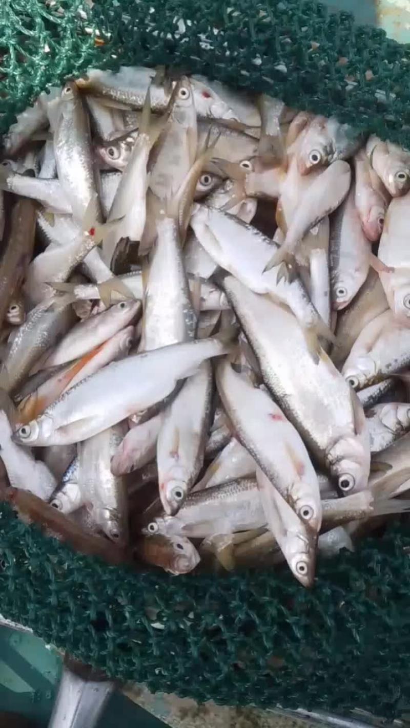餐条