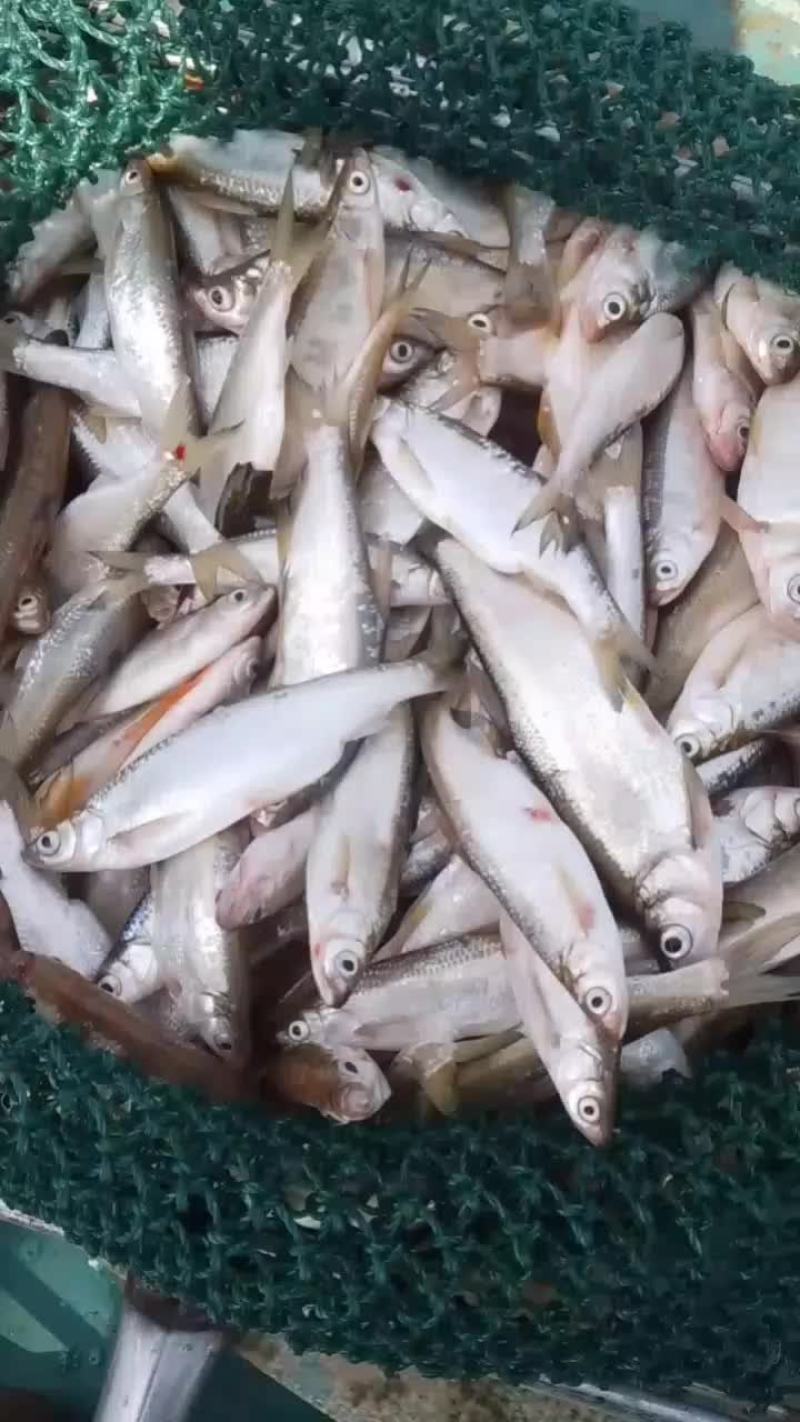 餐条