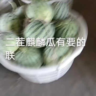 浙江麒麟瓜自产自销量大从优保质保量