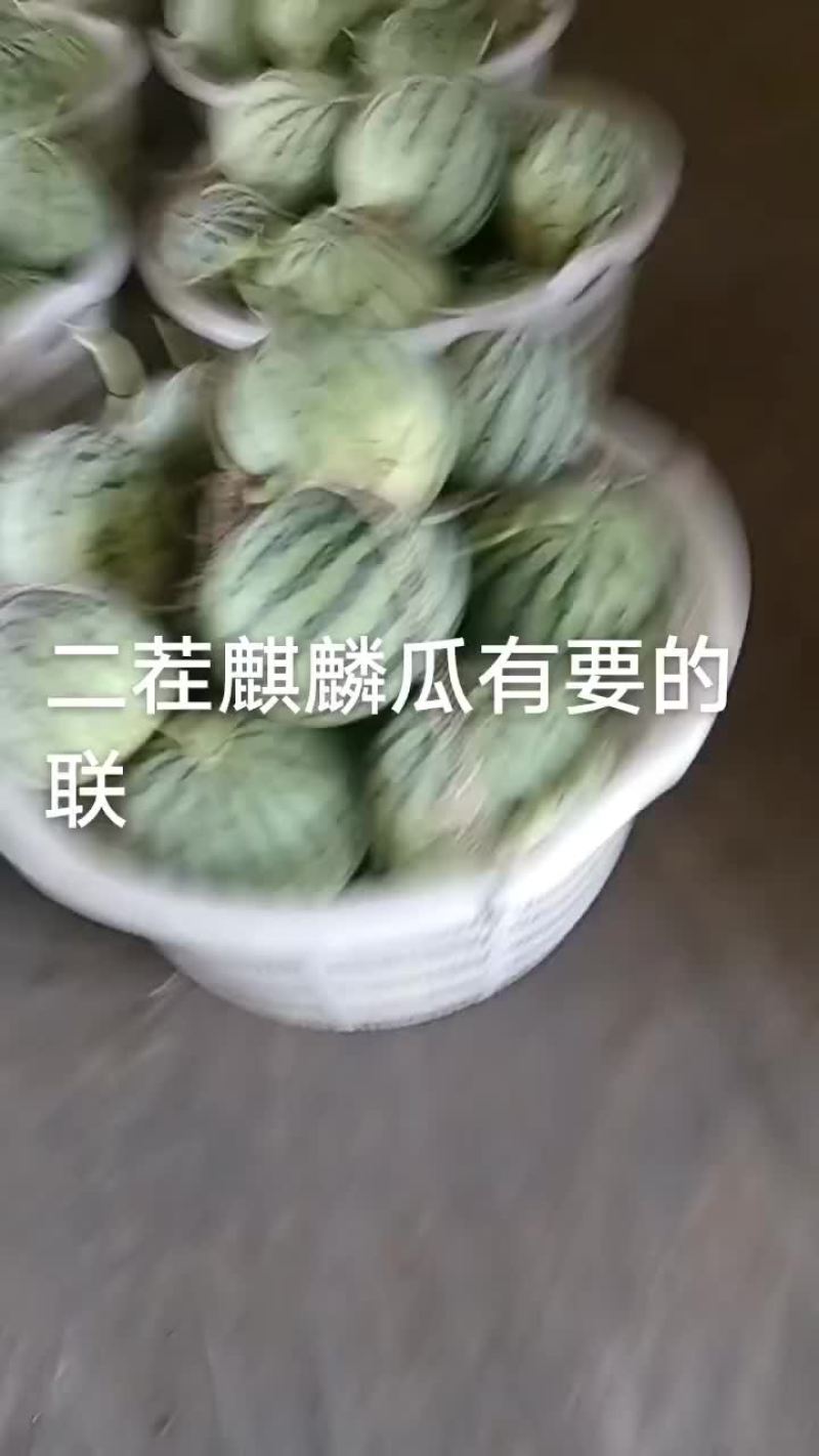 浙江麒麟瓜自产自销量大从优保质保量