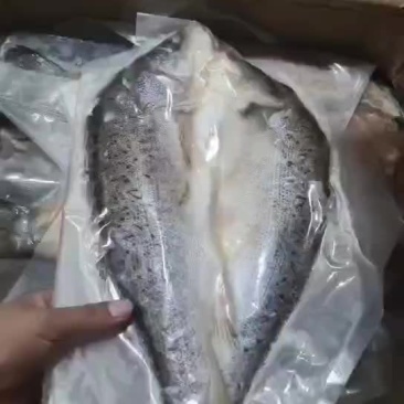 开背鲈鱼