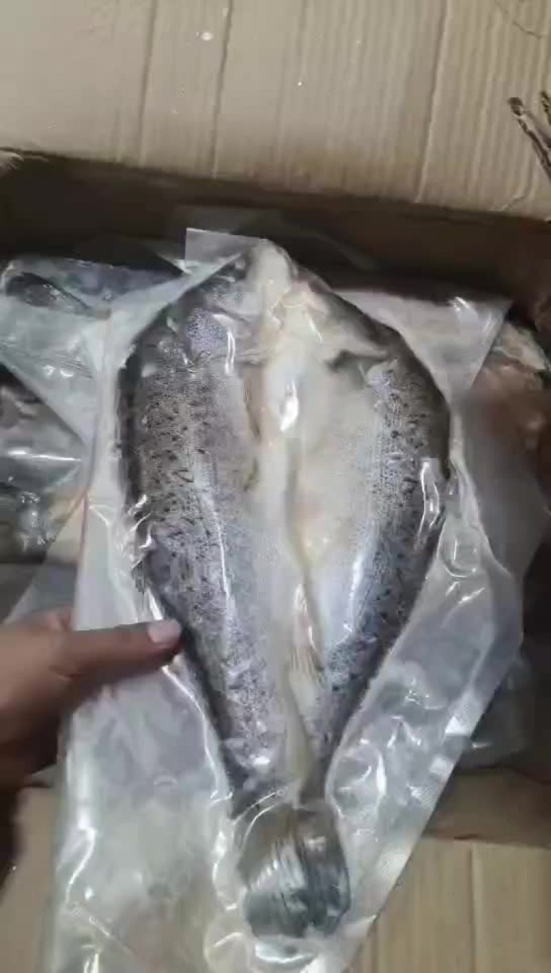 开背鲈鱼