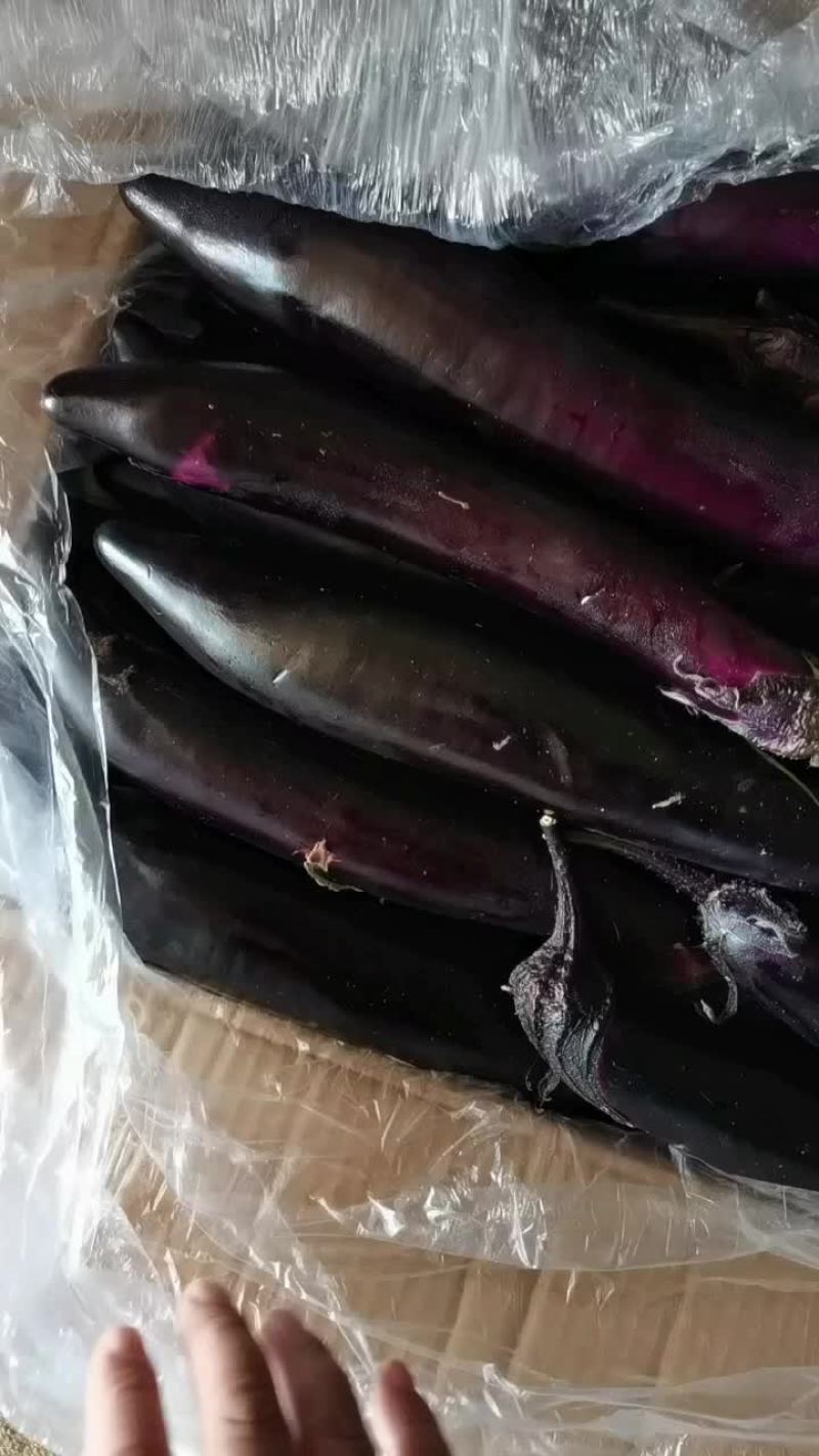 紫茄子尖椒大量上市了