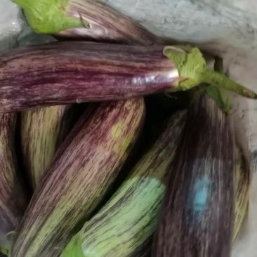 紫茄子尖椒大量上市了