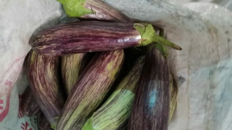 紫茄子尖椒大量上市了