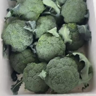 东台西兰花耐寒优全年有货价格实在保证质量欢迎老板联系新鲜